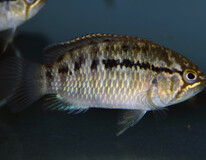 Nannacara Adoketa '' Cuiari'' F1 S