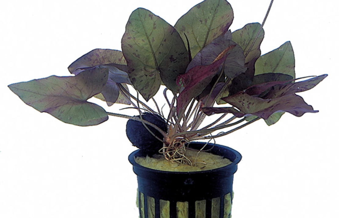 Nymphaea Zenkeri (red) - Ps