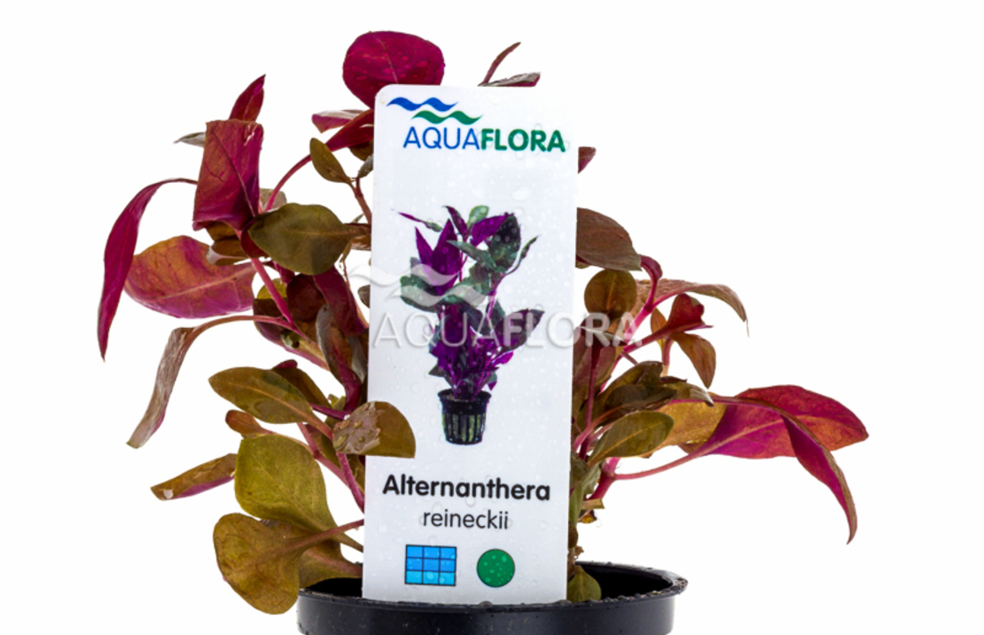 Alternanthera Reineckii - Pe