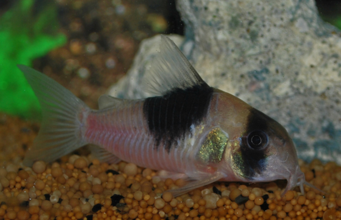 Corydoras Cw049