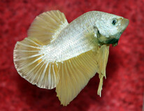 Combattant Plakat Platinum Gold (mÂle)