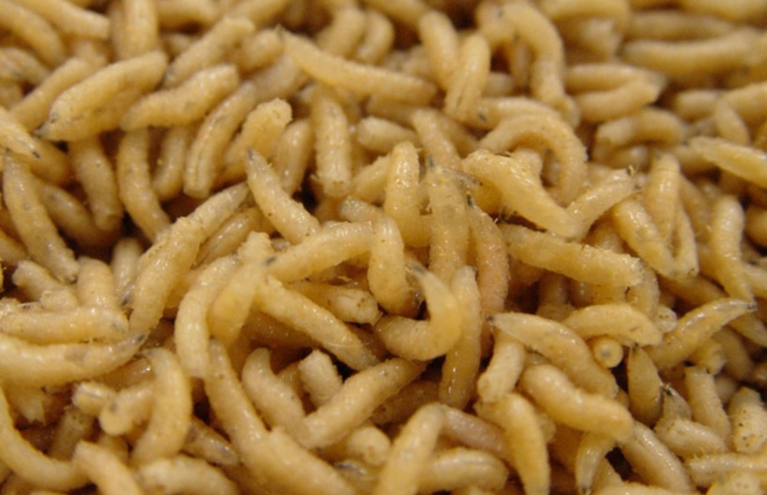 Petits Asticots  (litre)