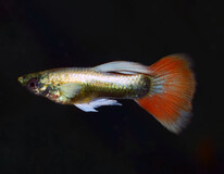 Guppy Weihnachtsmann