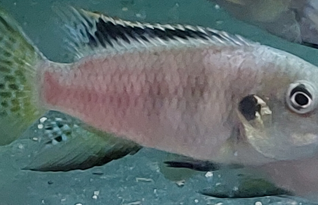 CichlidÉ Nigrodorsalis 