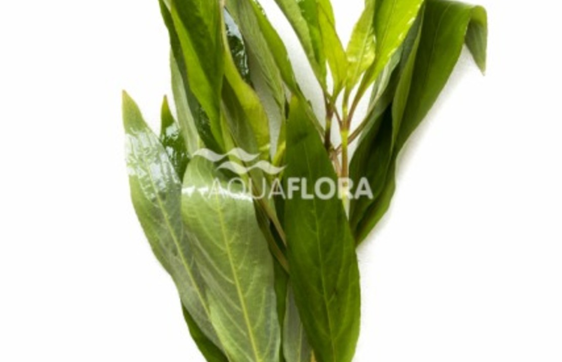 Hygrophila Corymbosa 'siamensis' - Ba