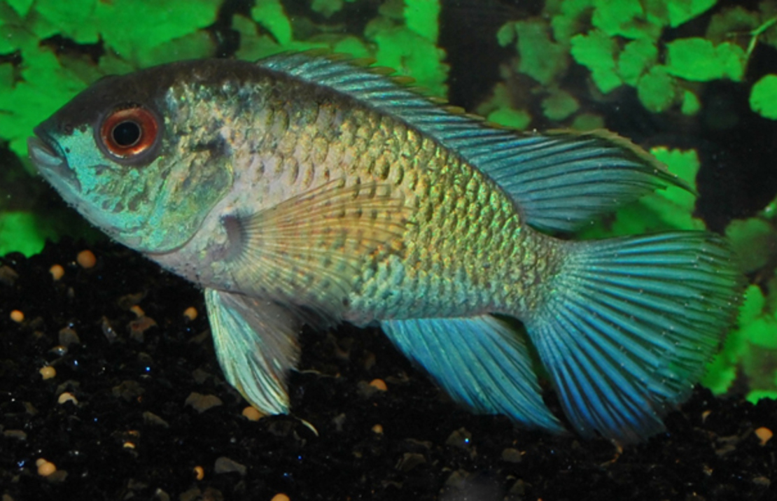 Acara Bleu Électrique