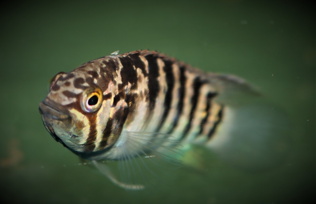 CichlidÉ Nain Adoketa