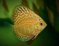 Discus Golden Leopard