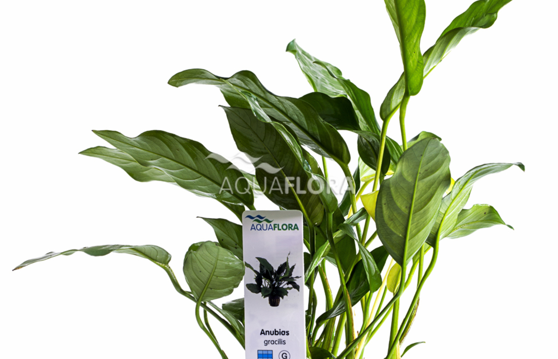 Anubias Gracilis - Pe