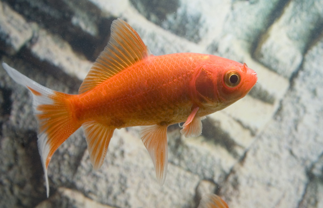 Goudvis Komeetstaart