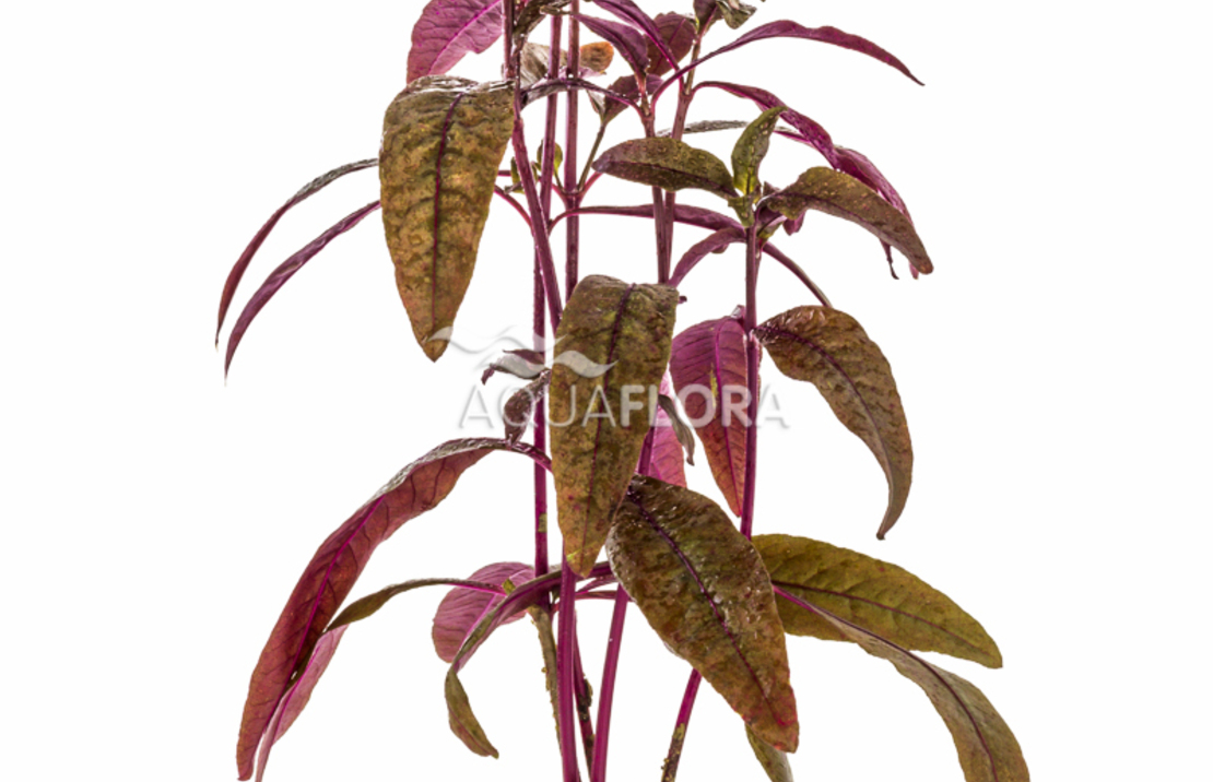 Alternanthera Sessilis - Pe