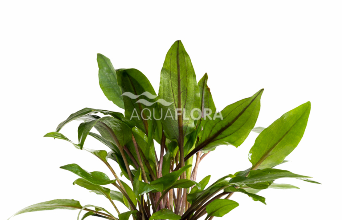 Cryptocoryne Wendtii 'green' - Pe