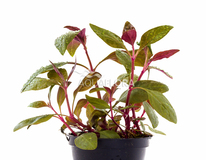 Alternanthera Reineckii 'lilacina' - Pe