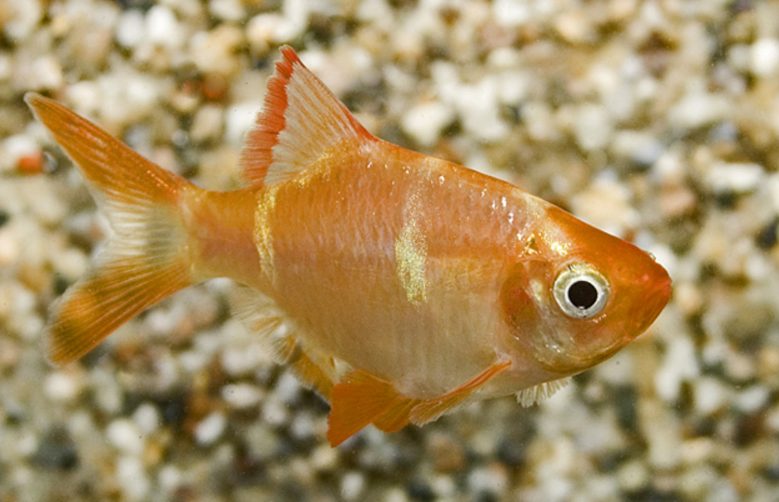 Tiger Barb Albino