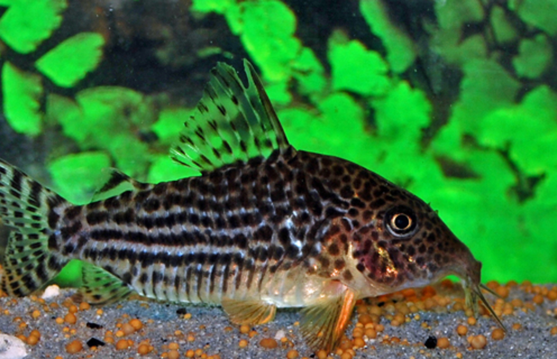 Corydoras MosaÏque