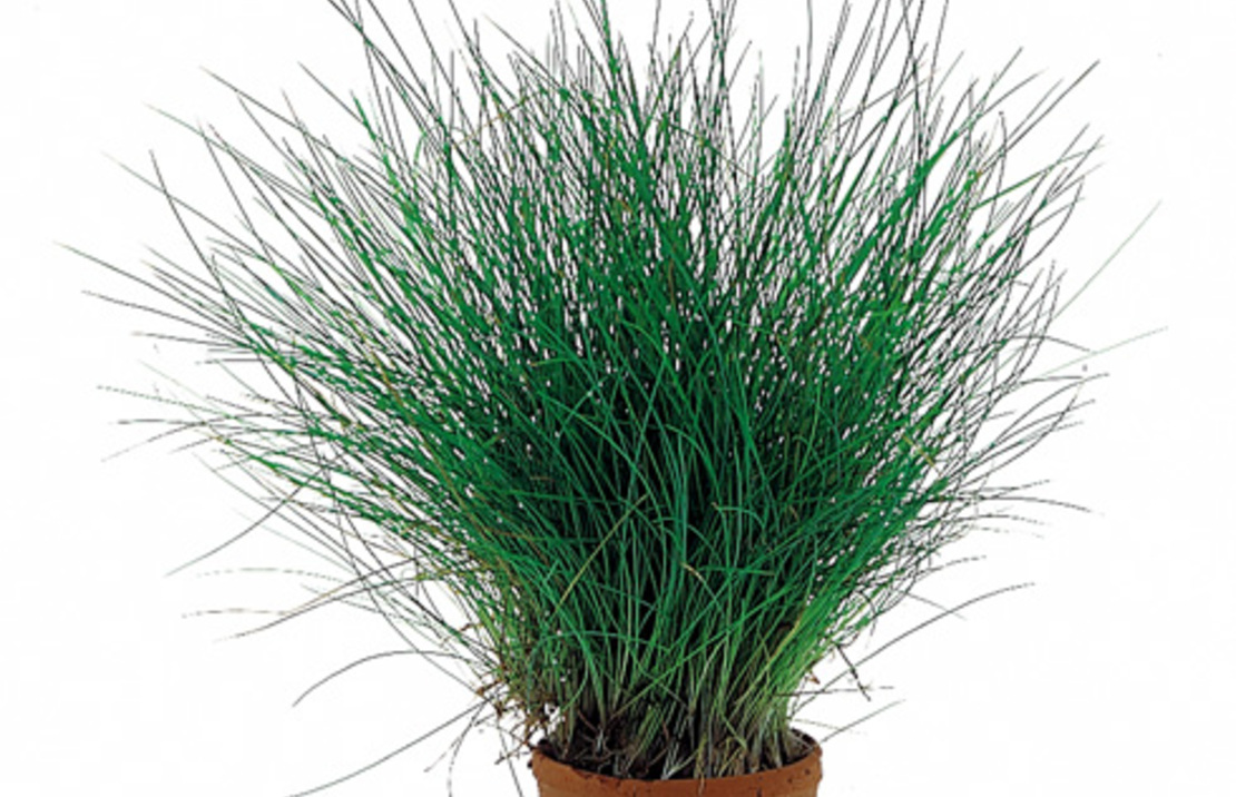 Eleocharis Acicularis - Ta
