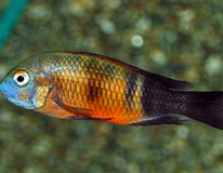 Tanganyika Cichlide Moorii Bemba