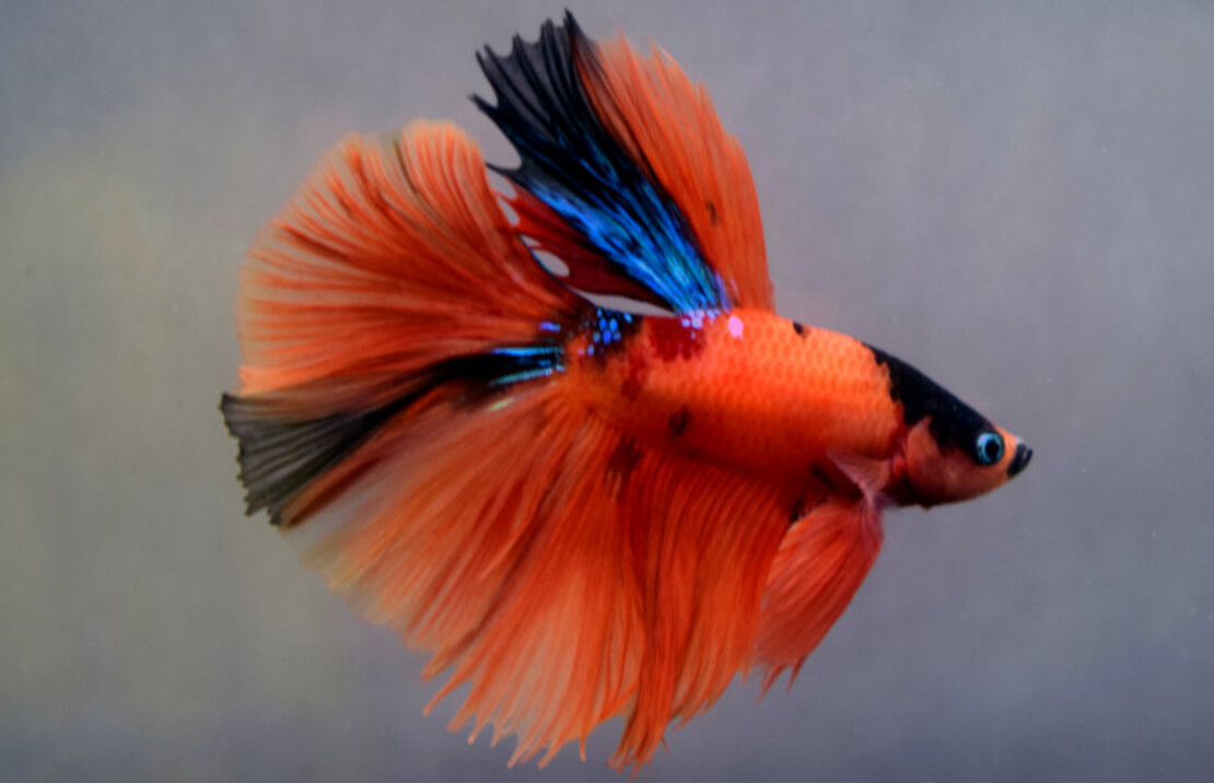 Combattant Half Moon Nemo (mÂle)