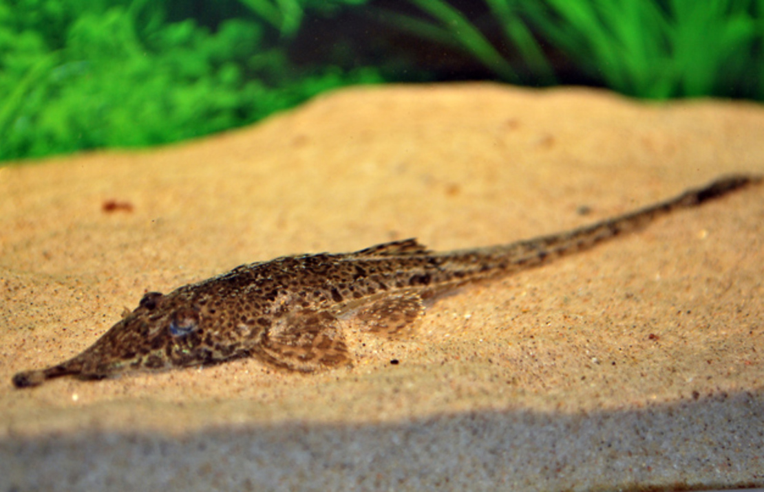 Hemiodontichthys Acipenserinus