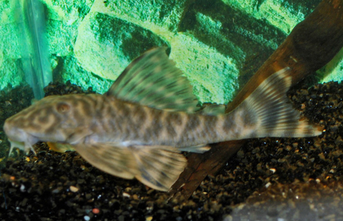 L377 Prince Tiger Pleco