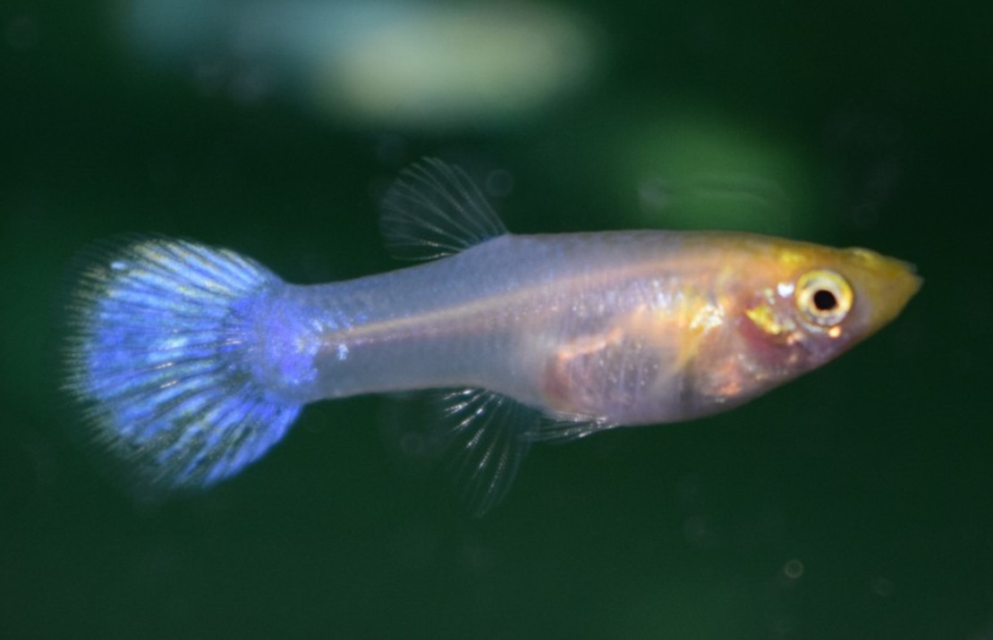 Guppy Snow White Female