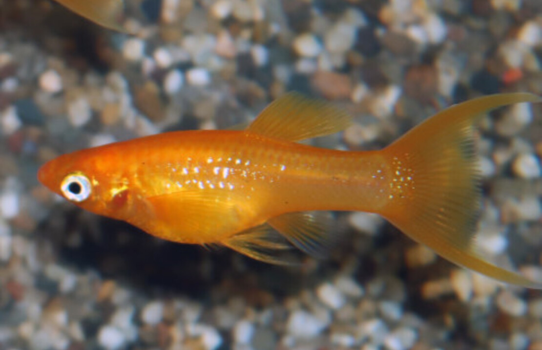 Molly Golddust Schleier