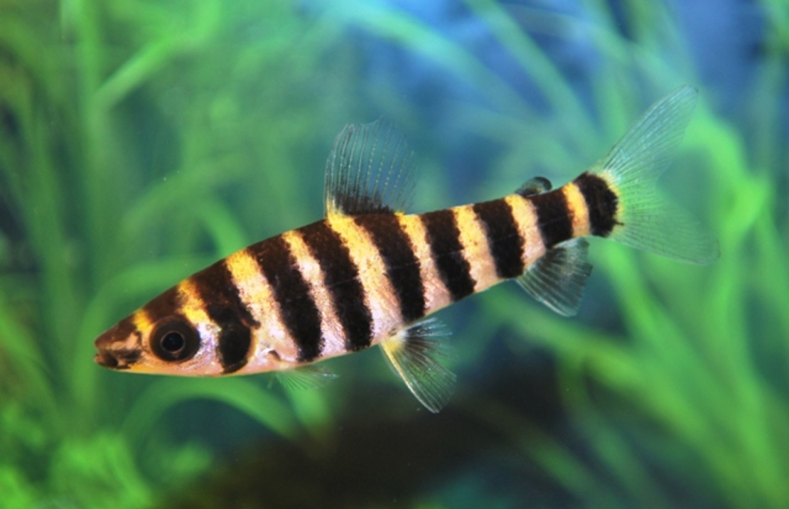 GebÄnderter Engmaulsalmler