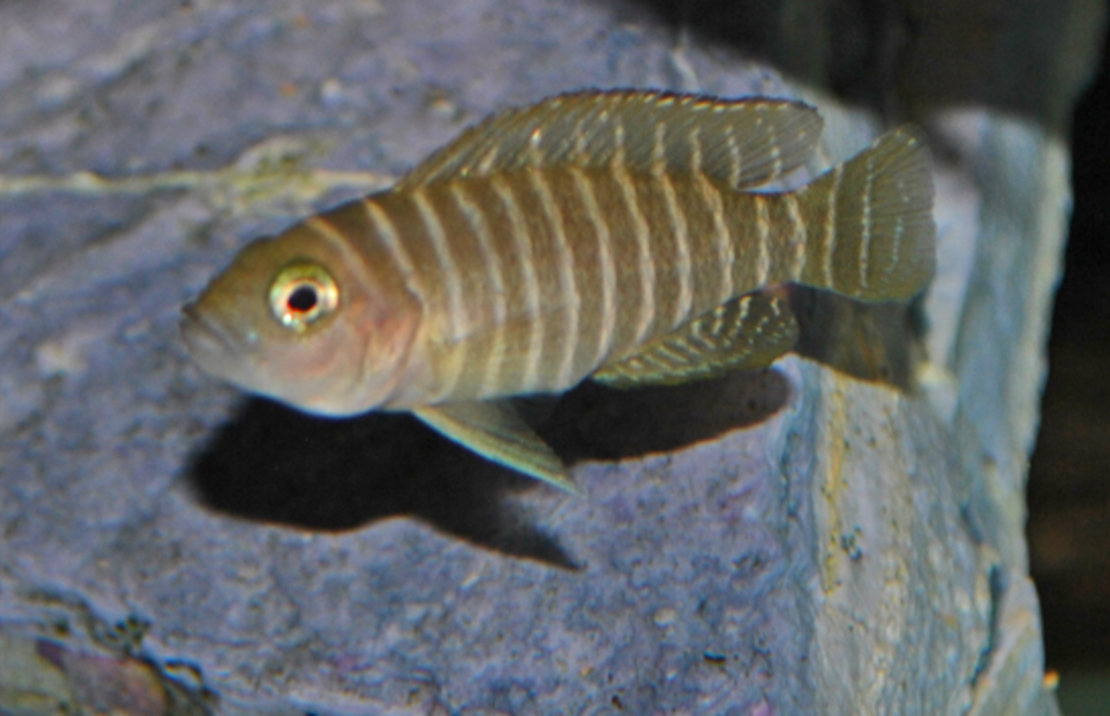 Schneckenbarsch Similis