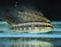 CichlidÉ Nain Iniridae