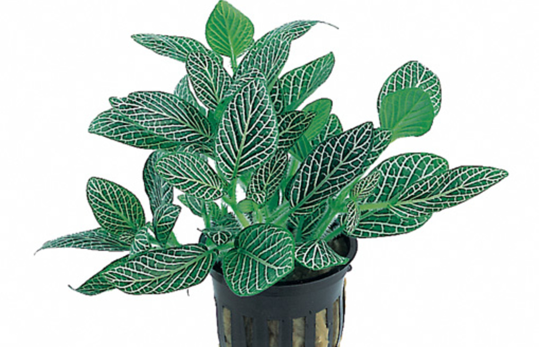 Fittonia 'mini White' - Pt