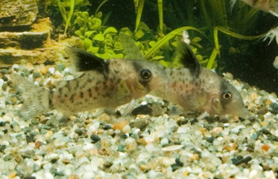 Zwartvin Pantsermeerval