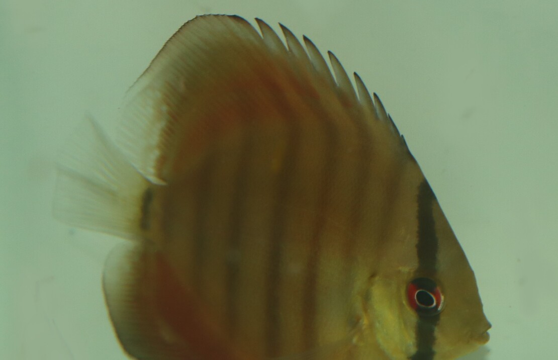 Discus Aeq. Rouge