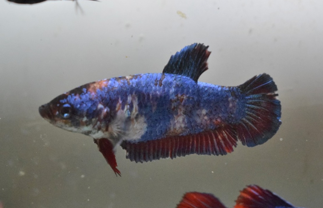 Combattant King (femelle)