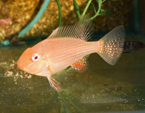 CichlidÉ De Heckels Albino