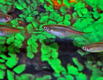 Glowlight Danio