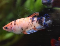 Combattant King (femelle)