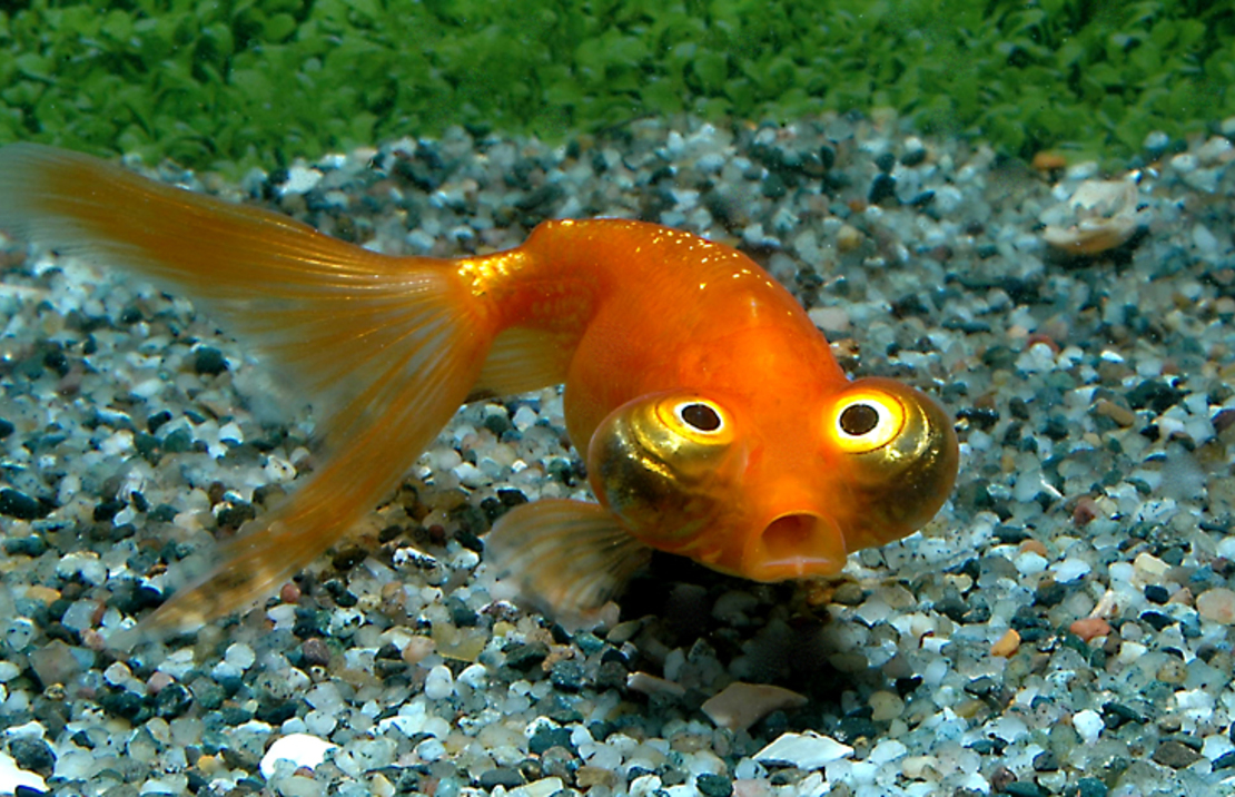 Sluier Hemelkijker Rood