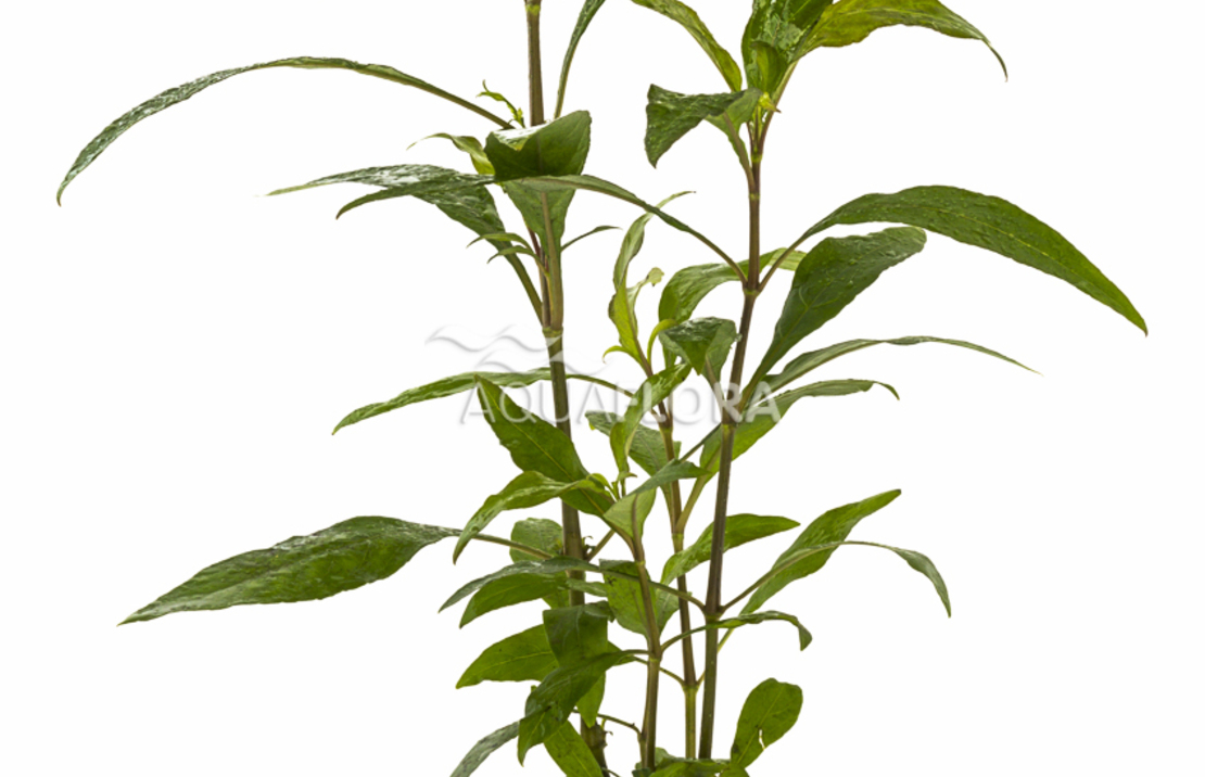 Hygrophila Corymbosa 'siamensis' - Pe