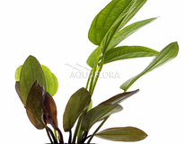 Echinodorus X Barthii - Pe