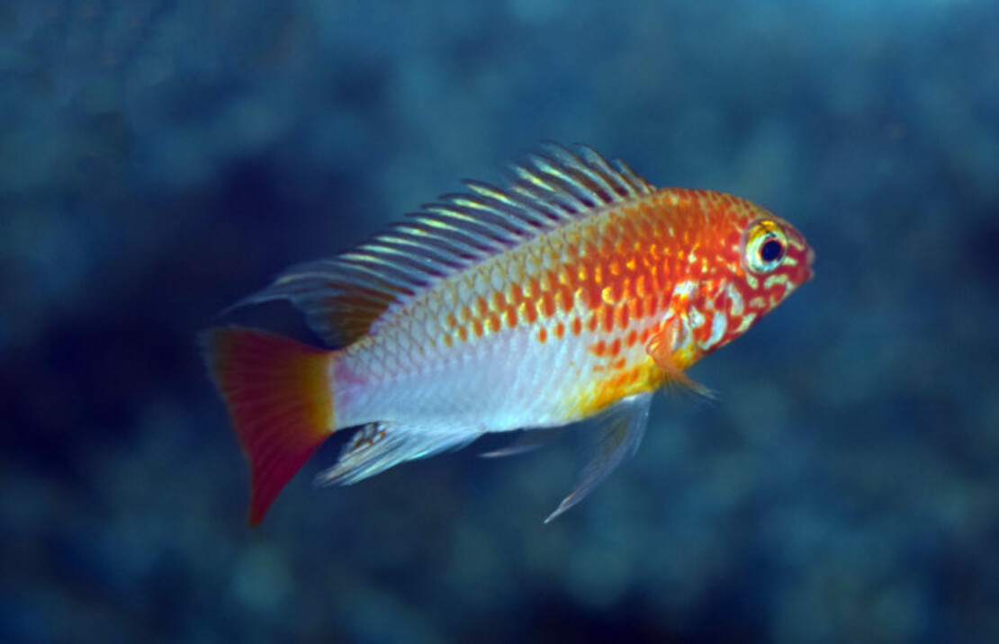 Apisto À Gorge Noire DorÉ