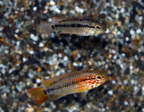 Apisto À Gorge Noire Rouge