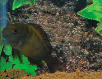 Brabantbuntbarsch Ikola