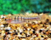 African Banded Barb
