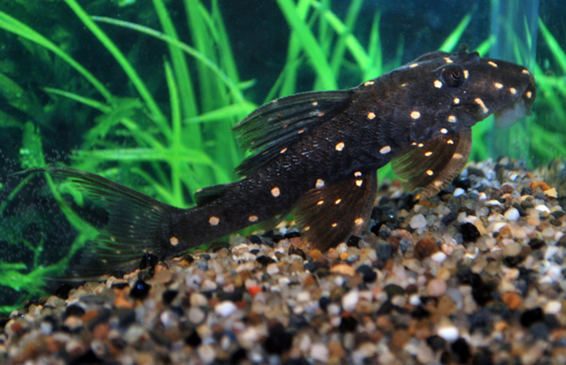 Lda031 Mustard Spot Pleco