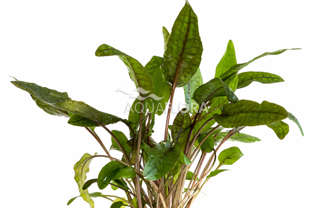 Cryptocoryne 'tropica' - Pe