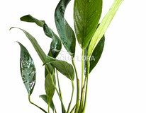 Anubias Afzelii - Pe