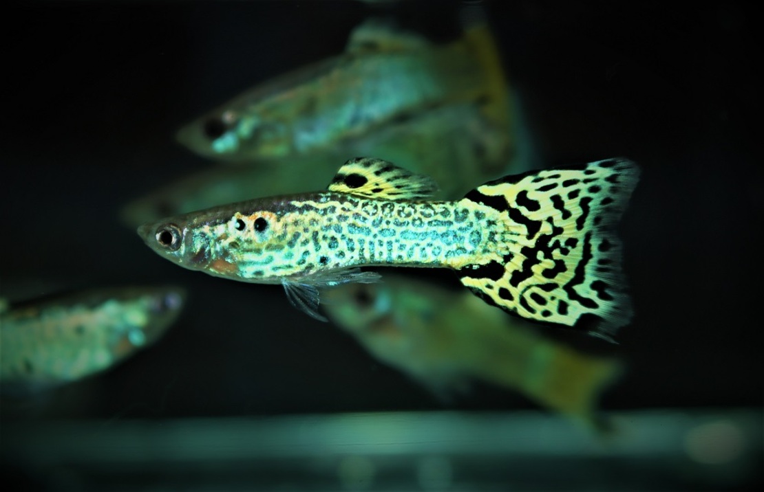 Guppy Snakeskin GrÜn Mann