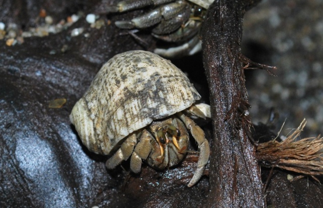 Bernard L'hermitte Rugosus