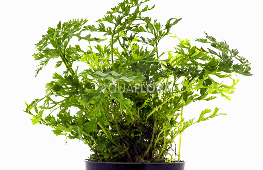 Bobitis Heteroclita 'difformis' - Pe