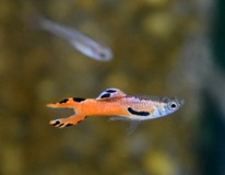 Guppy Endler Red Scarlet (m/f)